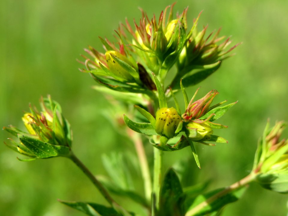 20140524Hypericum_perforatum