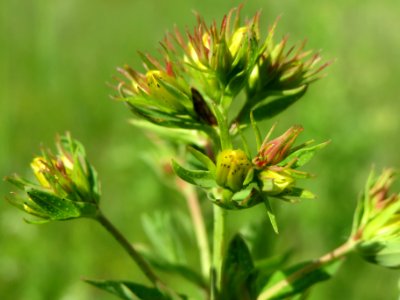20140524Hypericum_perforatum