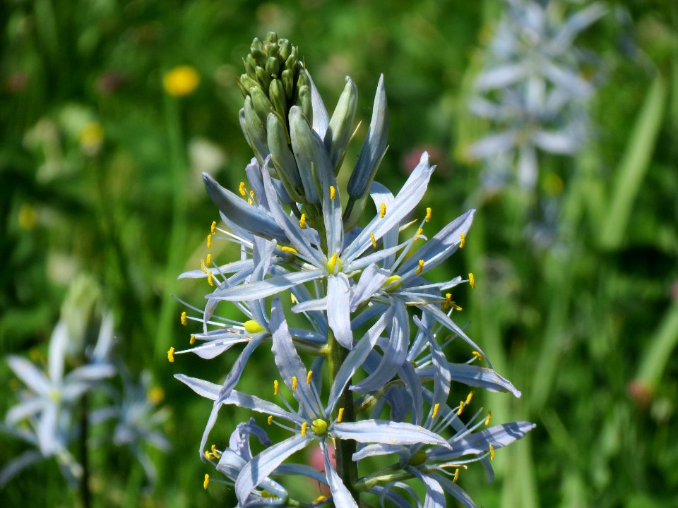 20140504Camassia_cusickii4