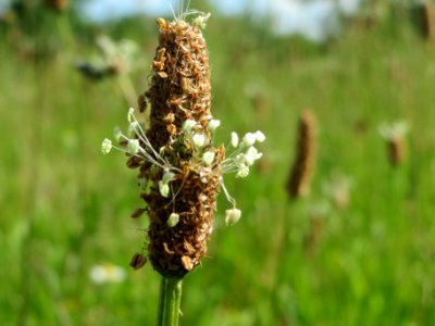 20140524Plantago_lanceolata
