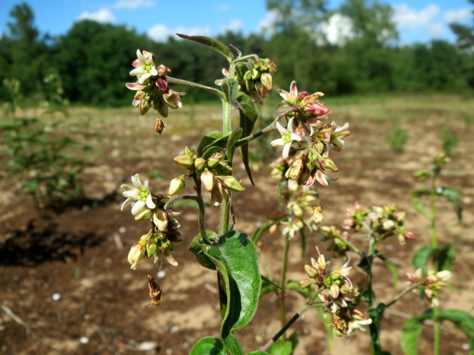 20140523Vincetoxicum_hirundinaria6