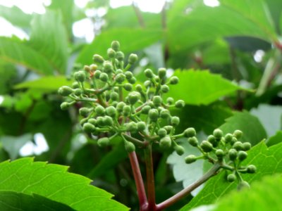 20140602Parthenocissus_quinquefolia2