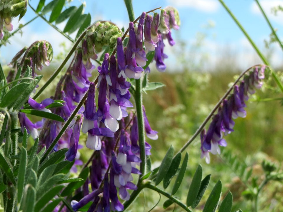 20140523Vicia_villosa1