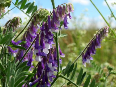 20140523Vicia_villosa1