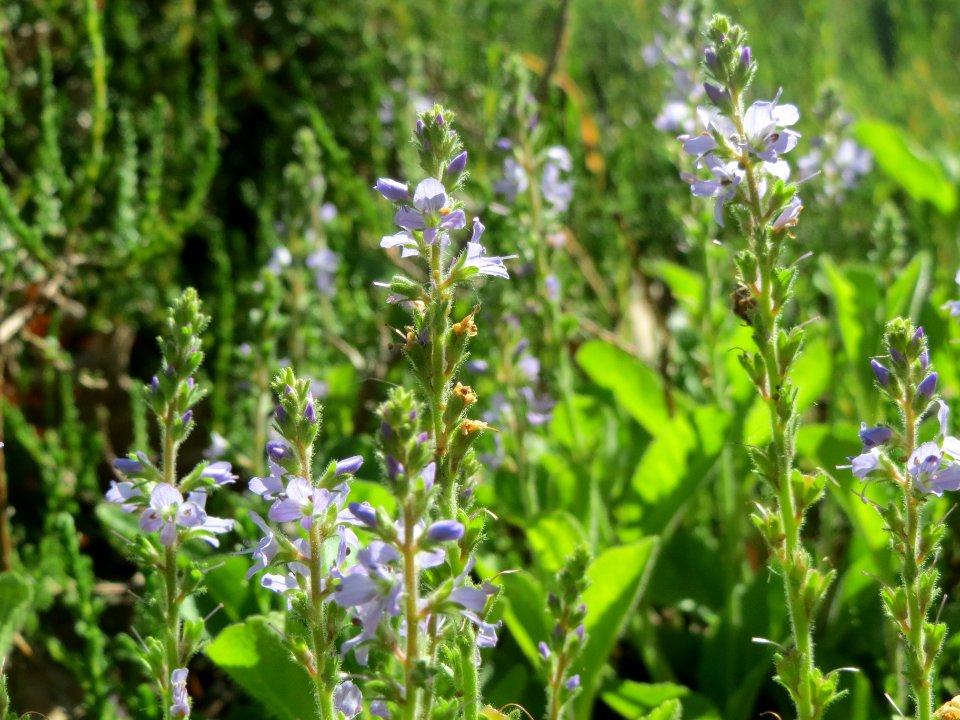 20140523Veronica_officinalis2