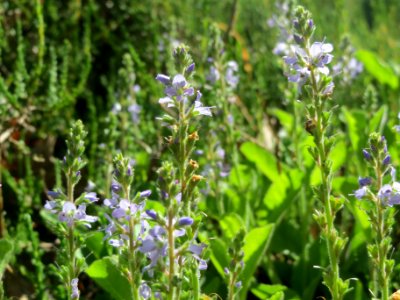 20140523Veronica_officinalis2