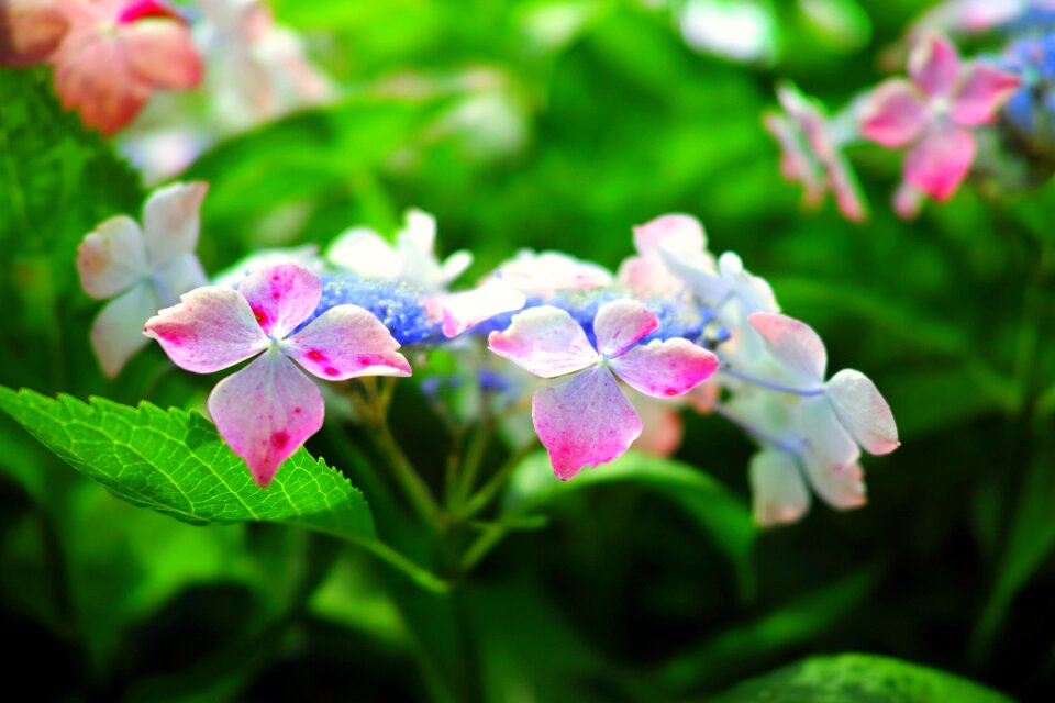 Natural flowers green