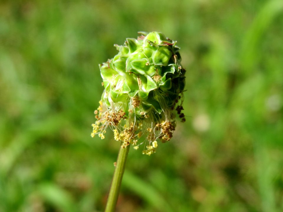 20140523Sanguisorba_minor3