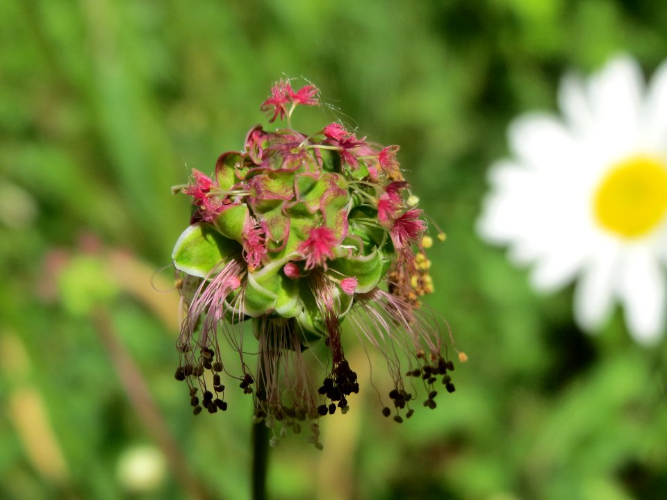 20140525Sanguisorba_minor