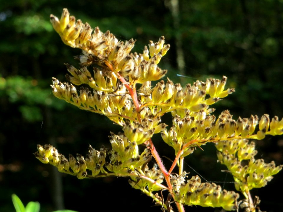20141015Solidago_canadensis1