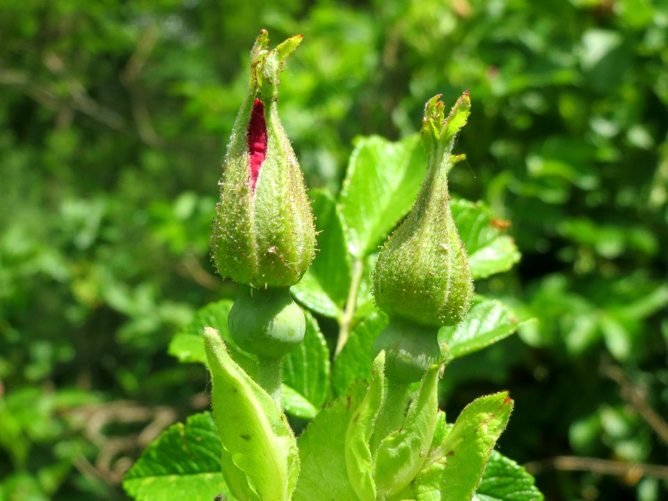 20140523Rosa_rugosa3