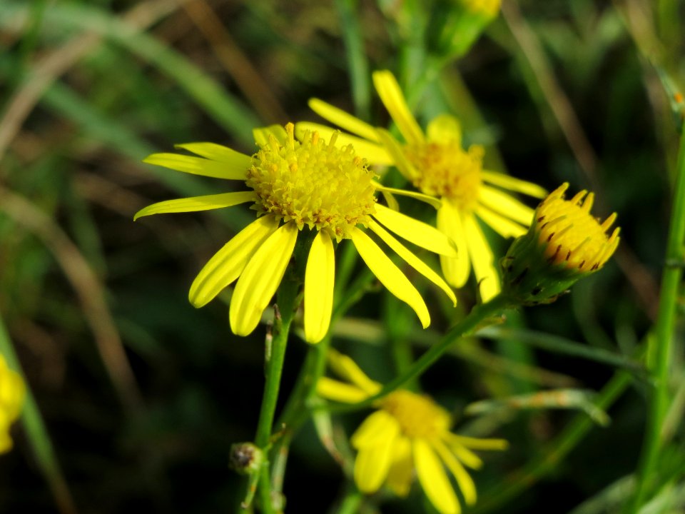 20141015Senecio_inaequidens1
