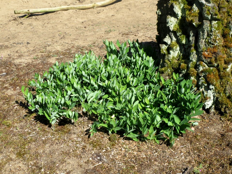 20140523Polygonatum_odoratum1