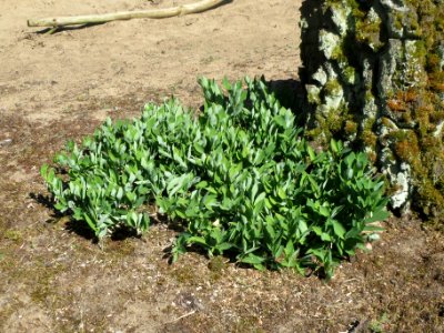 20140523Polygonatum_odoratum1