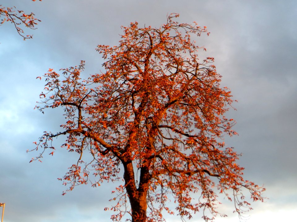 20141017Aesculus_hippocastanum3