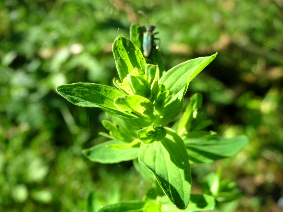 20140523Hypericum_perforatum1