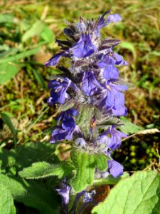 20141017Ajuga_genevensis2