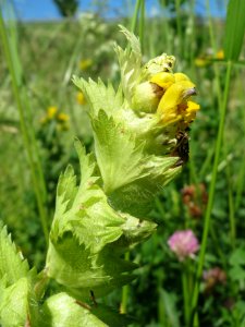 20140523Rhinanthus_alectorolophus