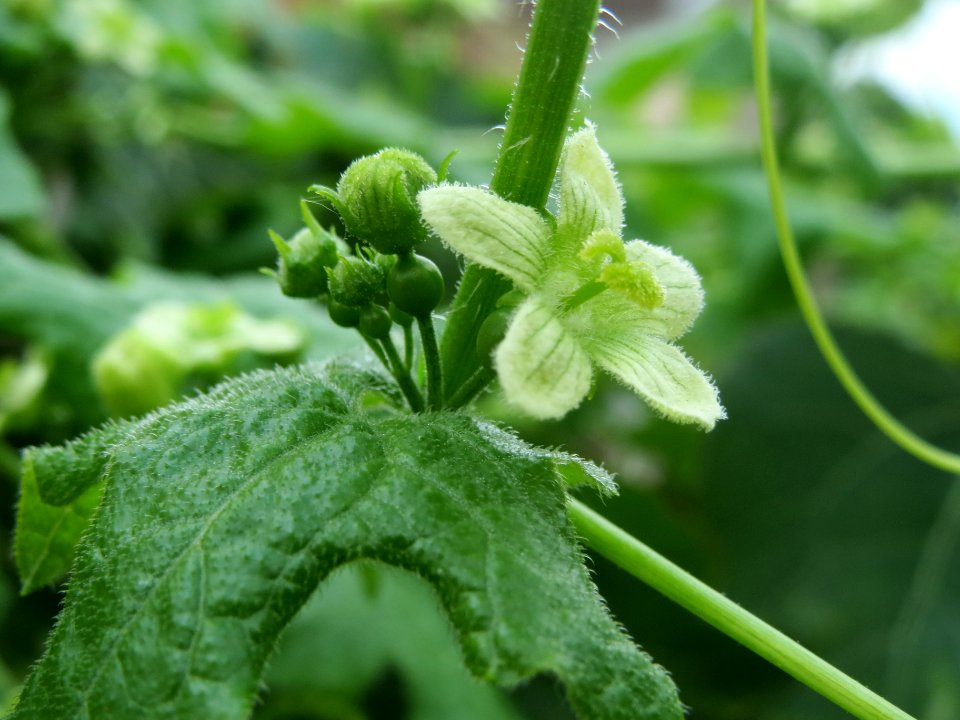 20140602Bryonia_dioica3