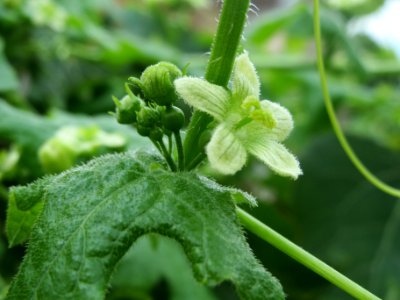 20140602Bryonia_dioica3