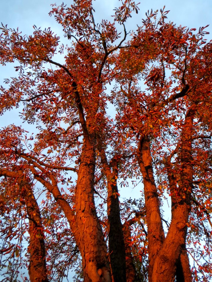 20141017Aesculus_hippocastanum6