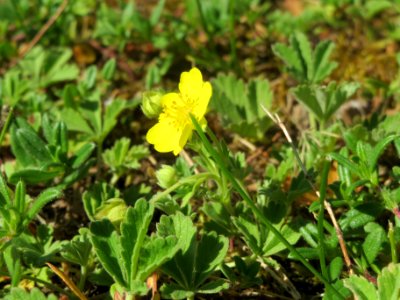 20140523Potentilla_reptans2