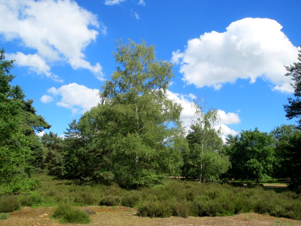 20140523Dossenwald3