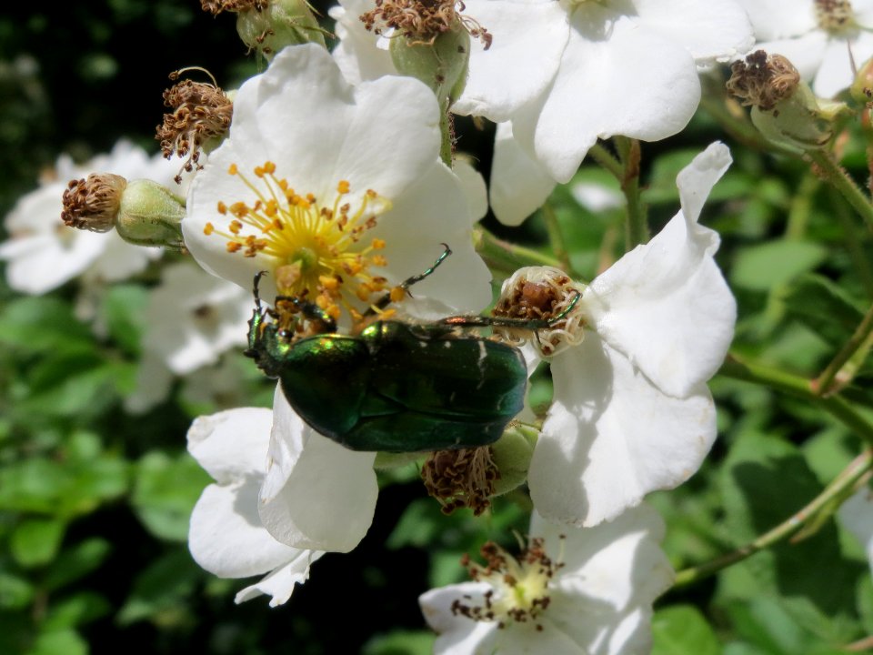 20140523Rosa_multiflora3