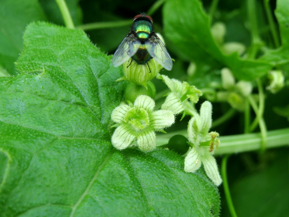 20140602Bryonia_dioica1