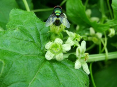 20140602Bryonia_dioica1