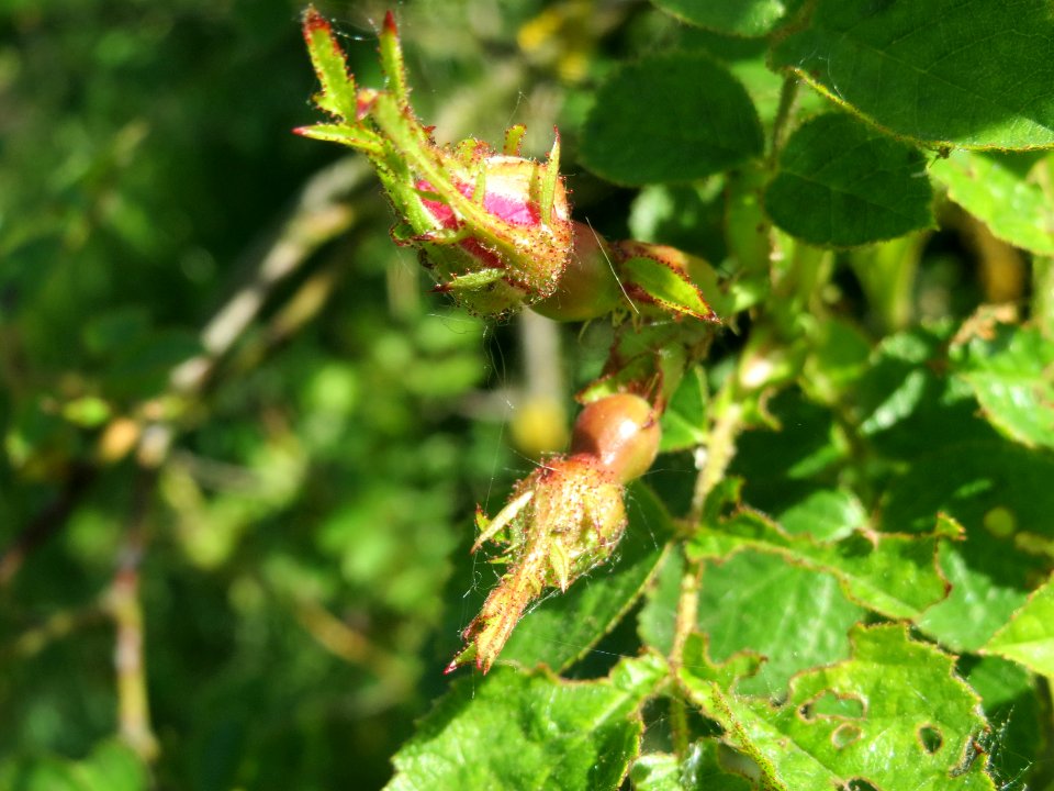 20140520Rosa_rubiginosa1