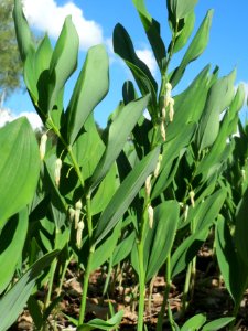 20140523Polygonatum_odoratum9