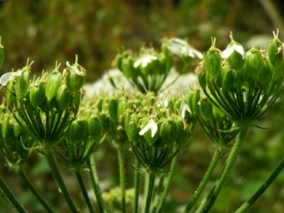 20140601Heracleum_sphondylium1