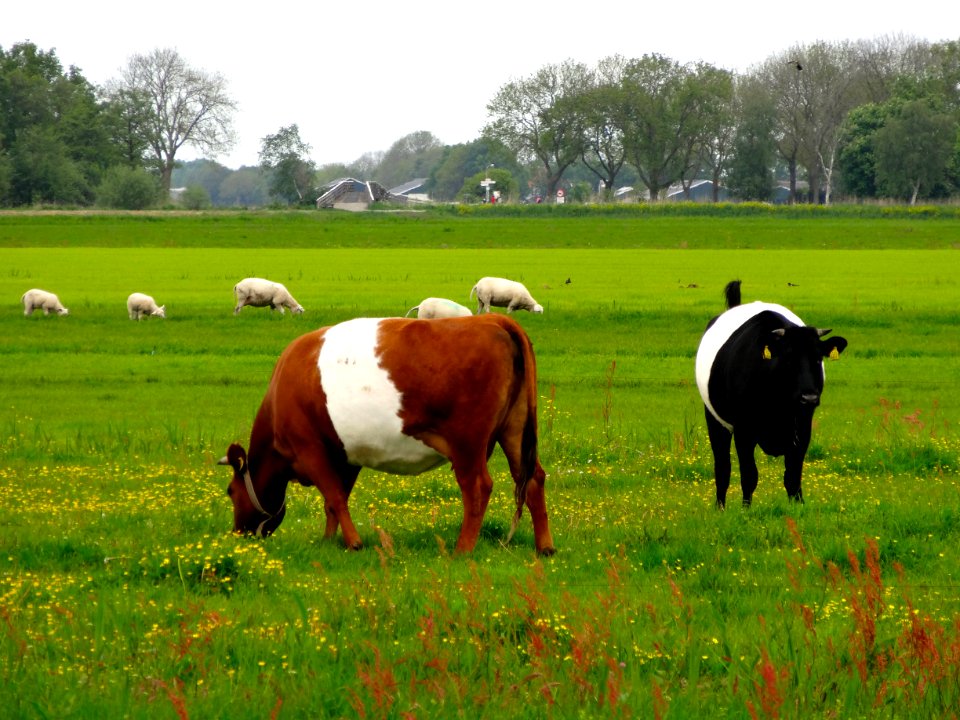 2014055_Lakenvelders3_in_Polder_Giethoorn