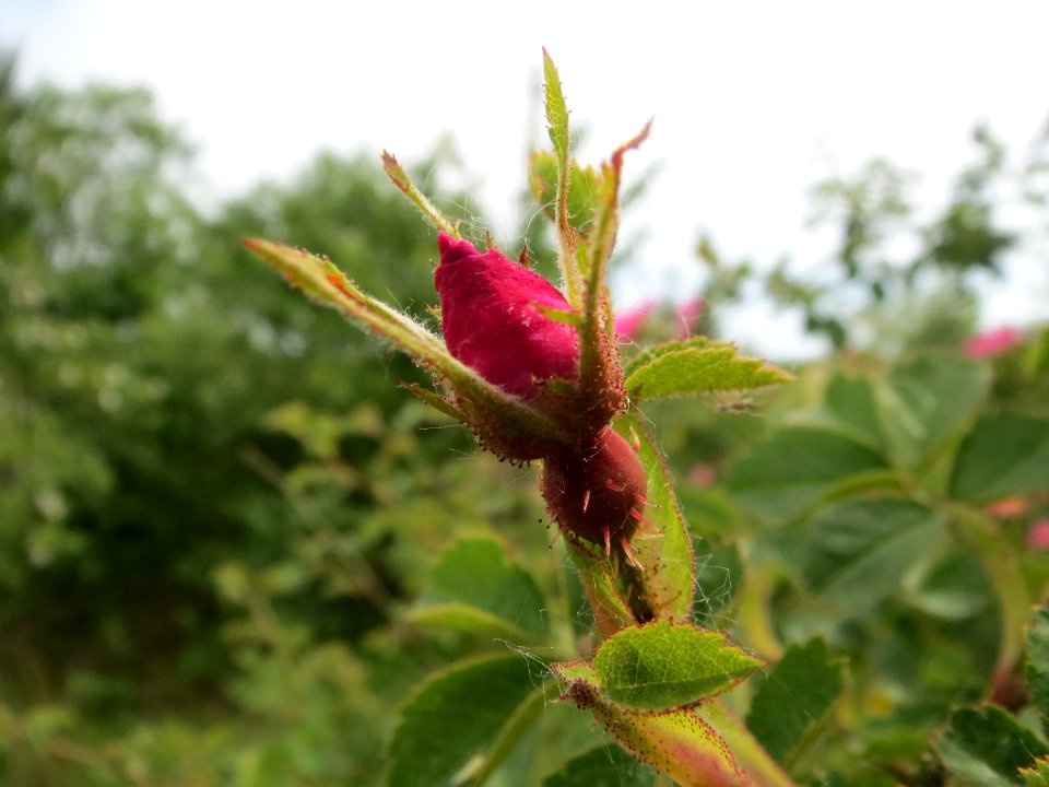 20140521Rosa_rubiginosa5