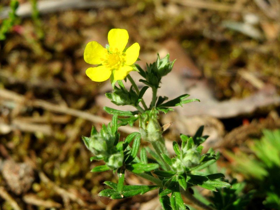 20140523Potentilla_argentea