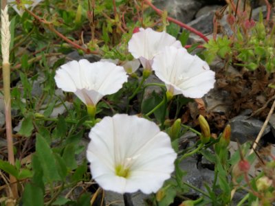 20140526Calystegia_sepium1