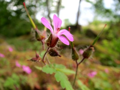 20140601Geranium_robertianum