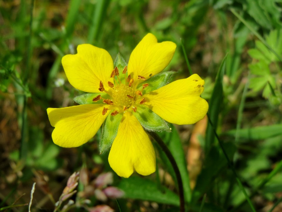 20140522Potentilla_reptans4