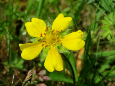 20140522Potentilla_reptans4