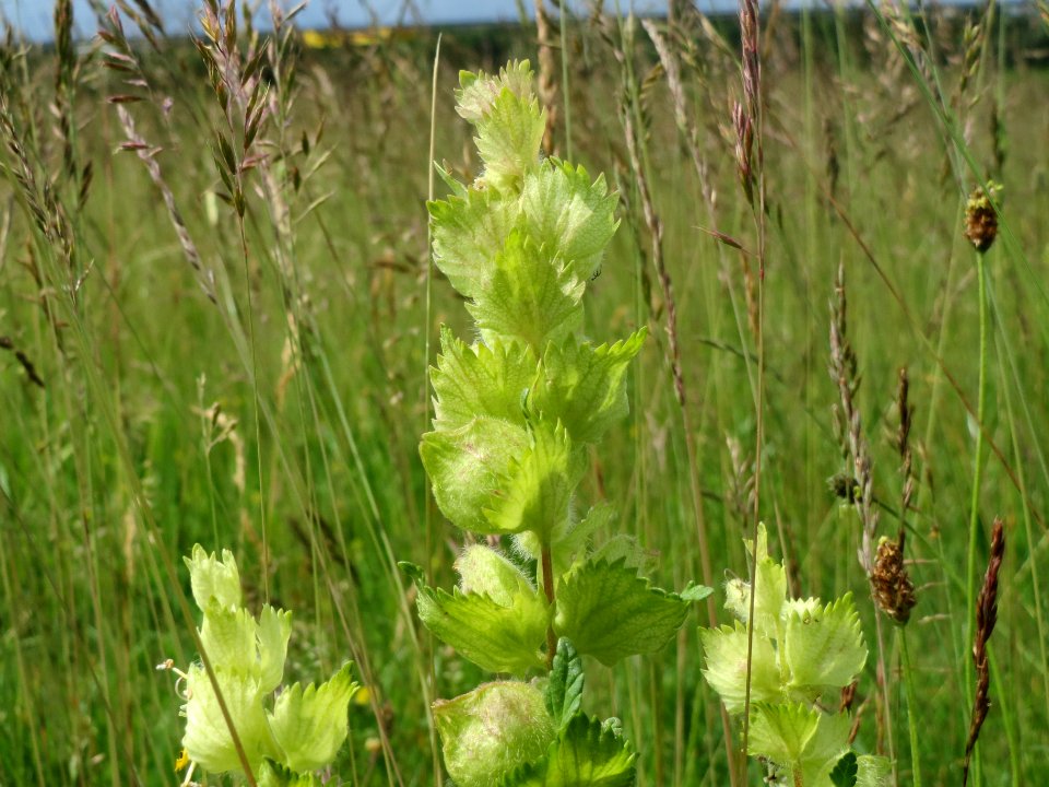 20140525Rhinanthus_alectorolophus