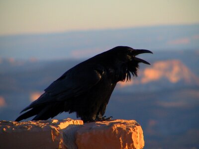 Crow black bird photo