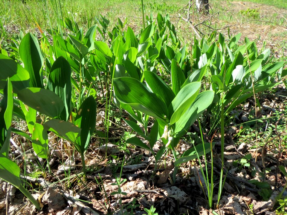20140523Polygonatum_odoratum2