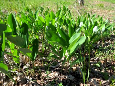 20140523Polygonatum_odoratum2
