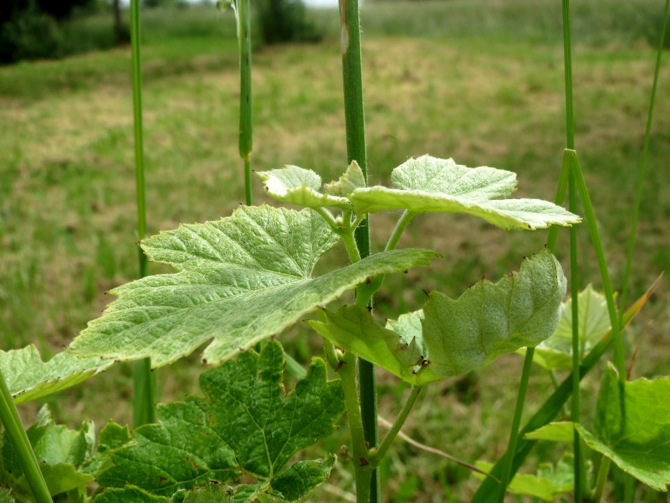 20140522Wein_Hockenheim1