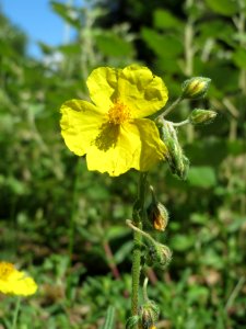 20140523Helianthemum_nummularium5