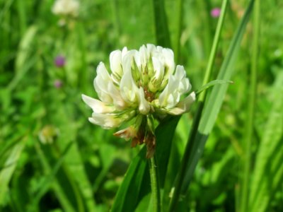 20140524Trifolium_repens
