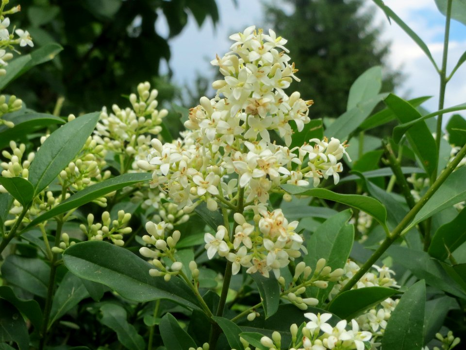 20140602Ligustrum_vulgare2