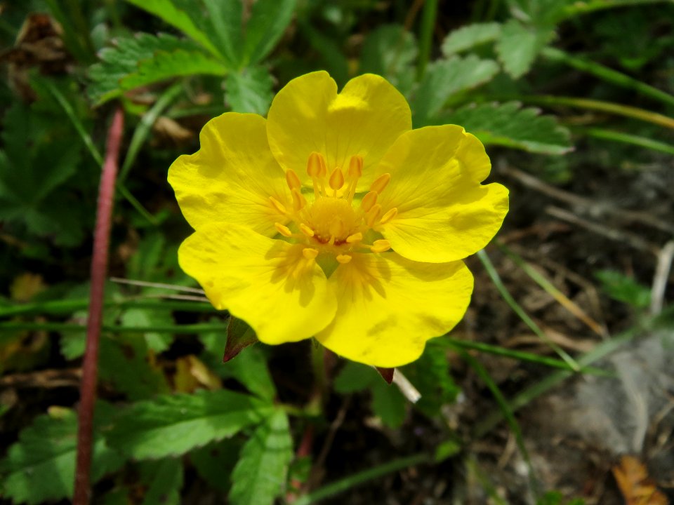 20140522Potentilla_reptans1