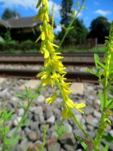 20140523Melilotus_officinalis